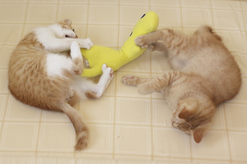 奪い合い 黄猫さんを奪い取ろうとする澪っち