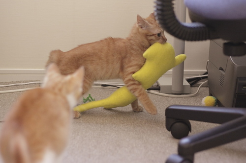 持ち逃げ 黄猫さんを銜えて運ぶ櫂っち