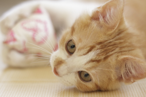 ひどいです 黄猫さんを奪われて、テトラを抱える澪っち