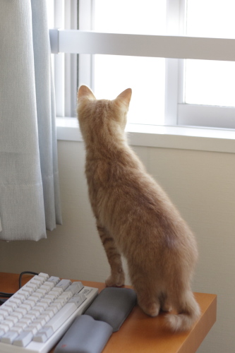もうこの部屋だけじゃつまんない お外が気になる櫂っち