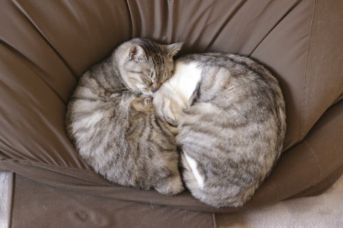 縞縞団子 クッションで猫団子になる縞縞兄妹