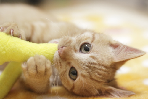 他にもいろいろ囓っちゃうぞ 黄猫さんに齧り付きながらカメラ目線の櫂っち