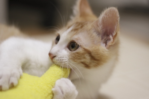 今のうちですよ ご機嫌に黄猫さんに齧り付く澪っち