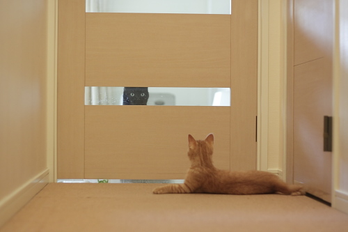黒い影が!? 扉の向こうから、櫂っちを覗く黒い影(小僧)