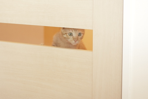 いつの間に?! 廊下からリビングを覗く櫂っち