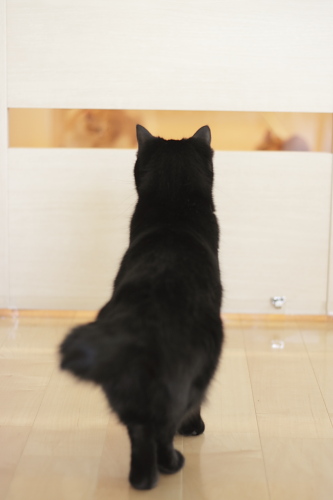 どうなってるの? 廊下を茶系兄妹に占領されてびっくりの小娘
