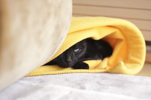 ねこぶくろから怪訝な顔でみる小僧