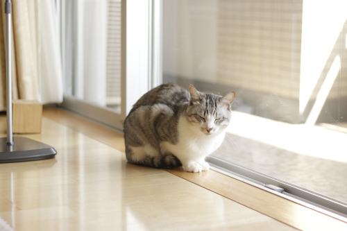 悲しみを堪えて見送るお坊ちゃん