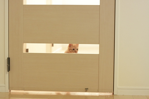 扉の向こうから呼びかける櫂っち
