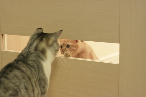 櫂っちの訴えを即座に却下するお坊ちゃん