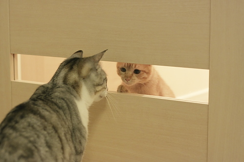 櫂っちの必死の訴えにも、まったく耳をかさないお坊ちゃん