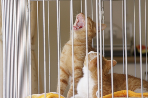 大あくびの櫂っちを呆れ顔でみる澪っち