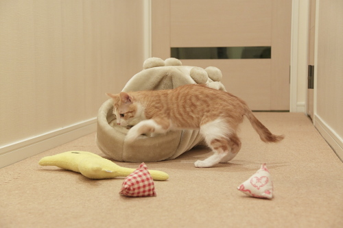 黄猫さんを誘う澪っち