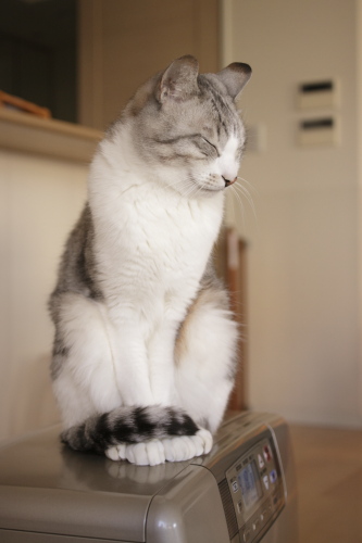 暖かい♪ ヒーターの上に座ることを覚えたお坊ちゃん