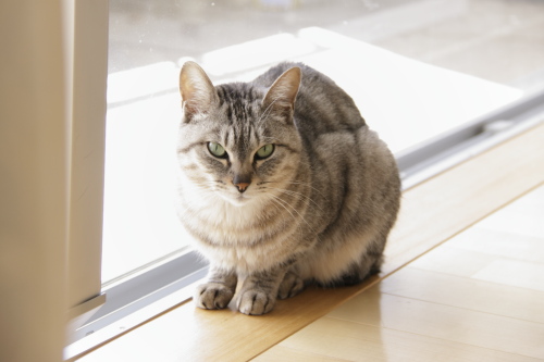 暢気に構えすぎ 厳しい視線で見つめるお嬢さん