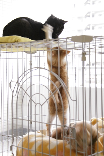 えいえいえいえいっ 小僧の顔めがけて高速パシパシをする澪っち