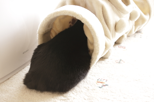 お尻どーん! トンネルに入らない小娘のお尻