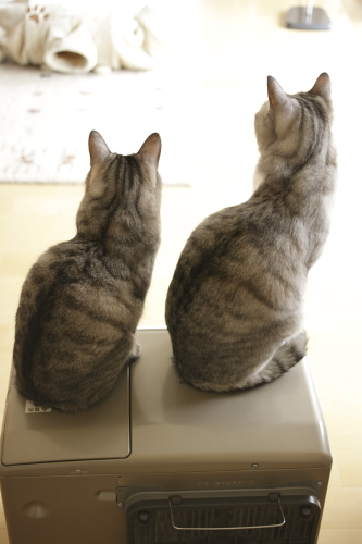 猫としてなってないよね 背筋を伸ばして「猫とは」を説く縞縞兄妹