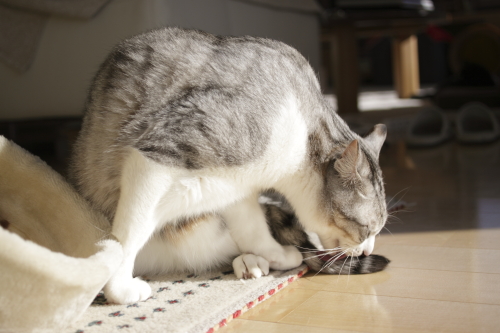 晴れ間は貴重なんだよ 同じポーズでお手入れ中のお坊ちゃん