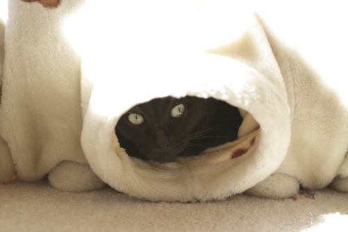 少しここで休むよ トンネルにもぐっている小僧