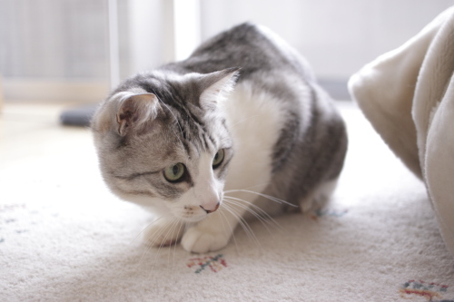 行かないよ トンネルの影に隠れるお坊ちゃん