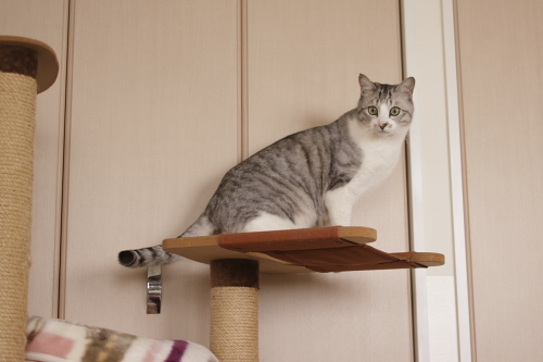 遊ばないの? 猫タワーの上で遊ぶ気だったお坊ちゃん