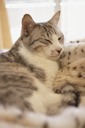 素直が一番! 眠気に抵抗するなんて考えられないお坊ちゃん