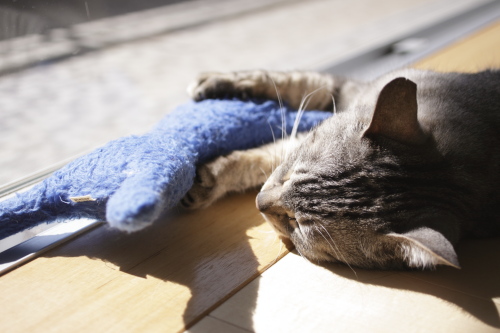 青猫さん・・・・ 青猫さんに手を伸ばしながら行き倒れているお嬢さん