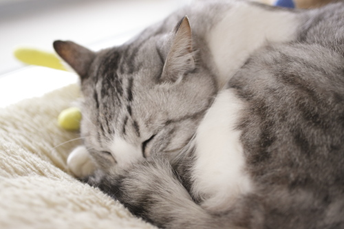 夜更かしし過ぎなんだほ 猫布団で眠るお坊ちゃん