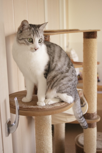 ちゃんとチェックしないと! 猫タワーに座って上目遣いのお坊ちゃん