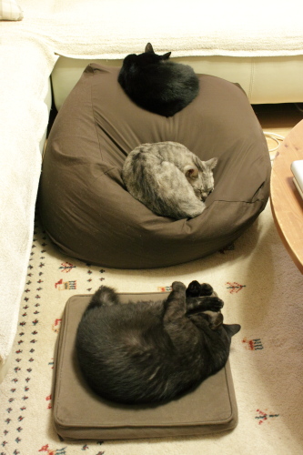 全部全部猫のもの!