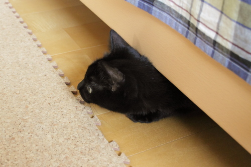 いつでも逃げ込めるようにしておくの