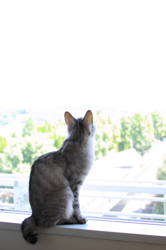 風は終わらせてくれないし