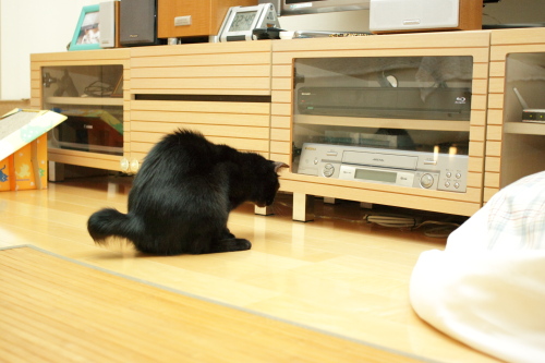 怖いけど、気になるから捕まえたいの