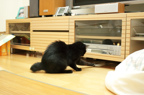 あたしが捕まったのかもしれないの
