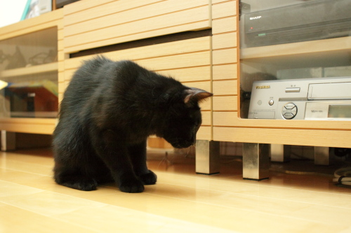 気になってここから動けないの