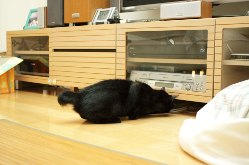 何かいるの