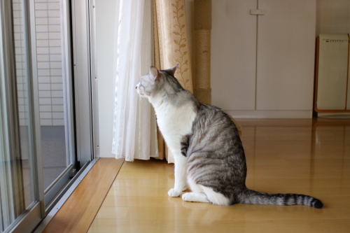 鳴き声ばっかりで、ちっとも来ない