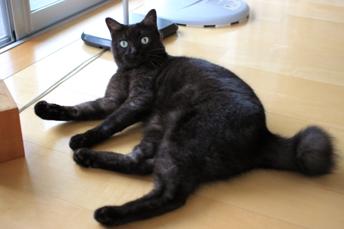 今度はなに?