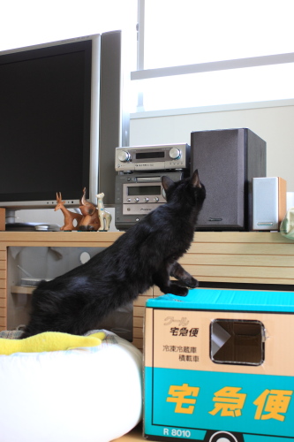 こっそり動くの