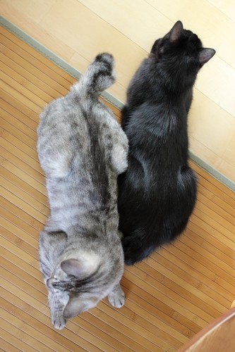 かまってちゃん