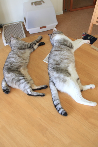 大きさ比べ?