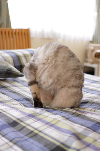 これはいったい何?