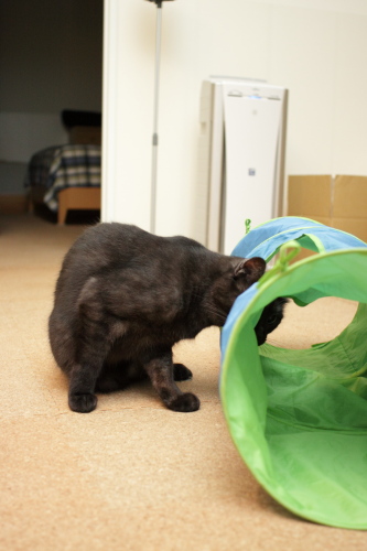 顔が隠れた