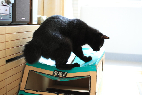 逃げなくちゃなの!