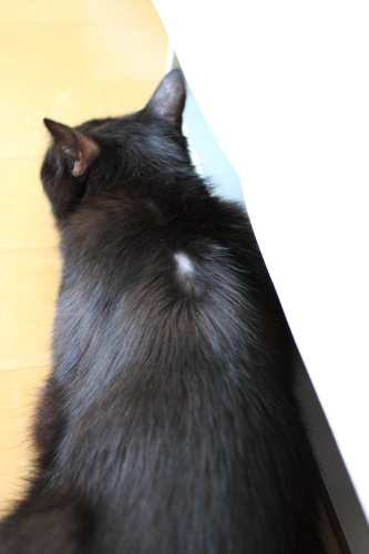 背中のハゲは目に入らないの