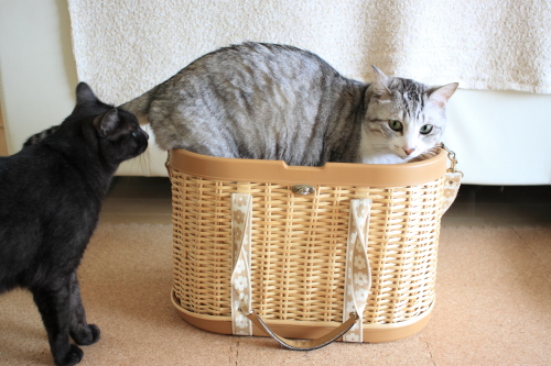 そういう問題なのか?