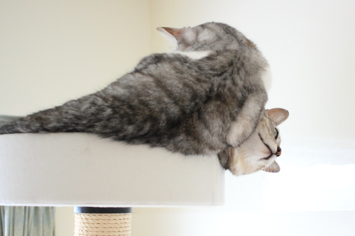 ぐるじー