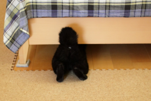 逃げるの、逃げるの
