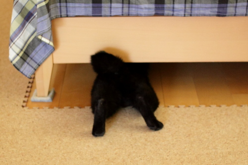もぐっちゃうの